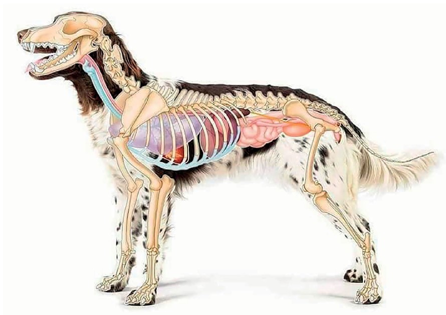 Ilustración anatómica canina del catálogo Queevet